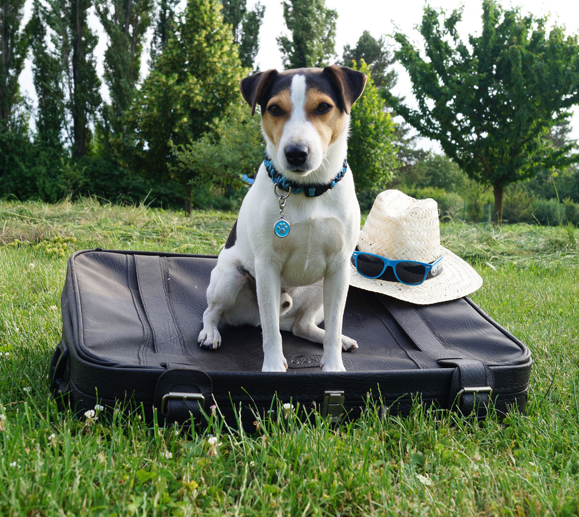 Hund auf Reisen